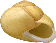 Cepaea hortensisTRÄDGÅRDSSNÄCKA13,1 × 16,9 mm